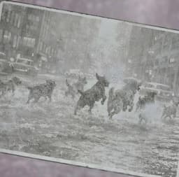 Projeto Cachorros da Garoa - Banda de Rock dos Anos 50 (São Paulo)